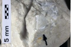 Foto (Detailansicht) von Coelopus hoheneggeri (Moericke, 1889) (NHMW-GEO-1990-0041-0413)